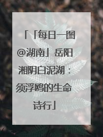 「每日一图@湖南」岳阳湘阴白泥湖：须浮鸥的生命诗行