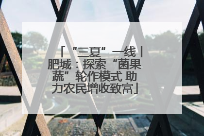 “三夏”一线丨肥城：探索“菌果蔬”轮作模式 助力农民增收致富