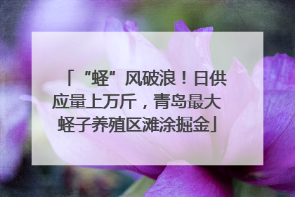 “蛏”风破浪！日供应量上万斤，青岛最大蛏子养殖区滩涂掘金