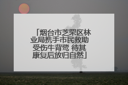 烟台市芝罘区林业局携手市民救助受伤牛背鹭 待其康复后放归自然