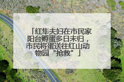 红隼夫妇在市民家阳台孵蛋多日未归，市民将蛋送往红山动物园“抢救”