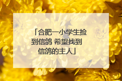 合肥一小学生捡到信鸽 希望找到信鸽的主人