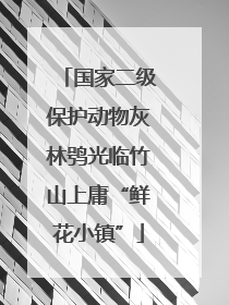 国家二级保护动物灰林鸮光临竹山上庸“鲜花小镇”