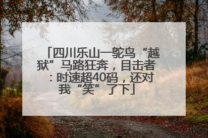 四川乐山一鸵鸟“越狱”马路狂奔，目击者：时速超40码，还对我“笑”了下