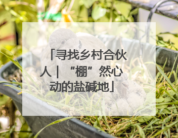 寻找乡村合伙人｜“棚”然心动的盐碱地
