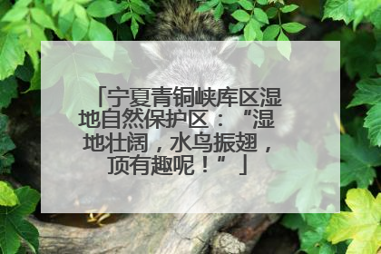 宁夏青铜峡库区湿地自然保护区：“湿地壮阔，水鸟振翅，顶有趣呢！”