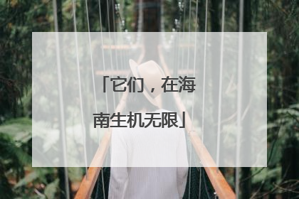 它们，在海南生机无限