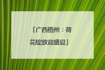 广西梧州：荷花绽放迎盛夏