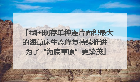 我国现存单种连片面积最大的海草床生态修复持续推进 为了“海底草原”更繁茂