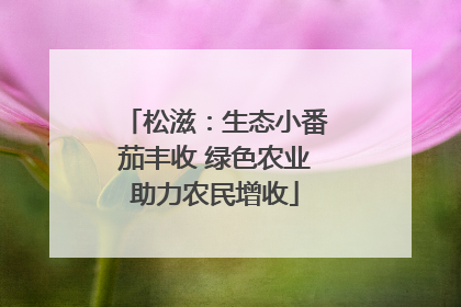 松滋：生态小番茄丰收 绿色农业助力农民增收