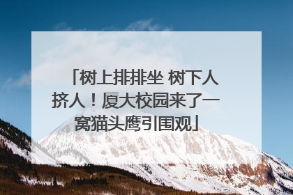 树上排排坐 树下人挤人！厦大校园来了一窝猫头鹰引围观