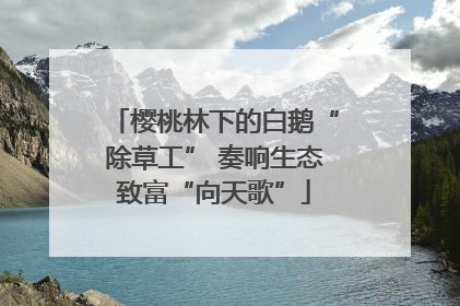樱桃林下的白鹅“除草工” 奏响生态致富“向天歌”