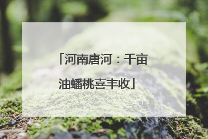 河南唐河：千亩油蟠桃喜丰收