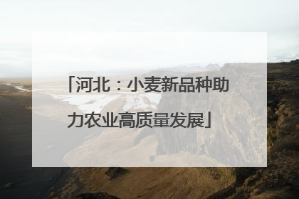 河北：小麦新品种助力农业高质量发展