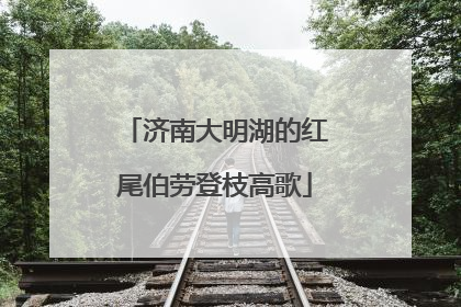 济南大明湖的红尾伯劳登枝高歌