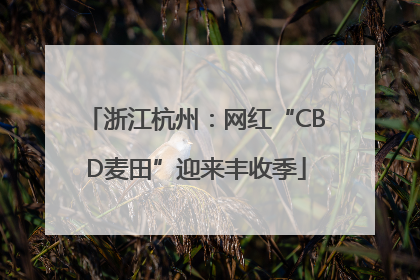 浙江杭州：网红“CBD麦田”迎来丰收季