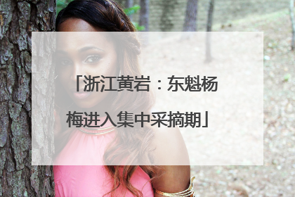浙江黄岩：东魁杨梅进入集中采摘期