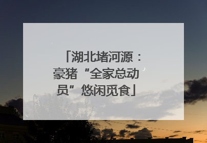 湖北堵河源：豪猪“全家总动员”悠闲觅食