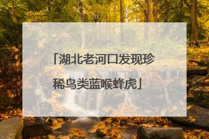 湖北老河口发现珍稀鸟类蓝喉蜂虎