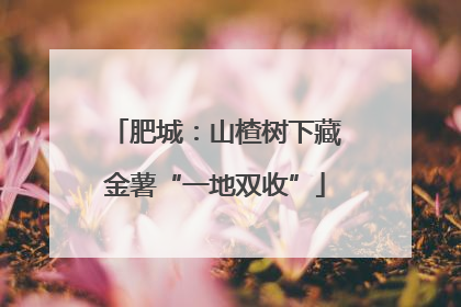 肥城：山楂树下藏金薯“一地双收”