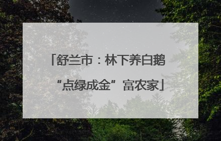 舒兰市：林下养白鹅 “点绿成金”富农家
