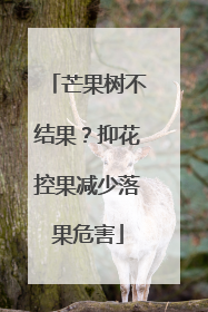 芒果树不结果？抑花控果减少落果危害