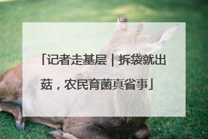 记者走基层｜拆袋就出菇，农民育菌真省事