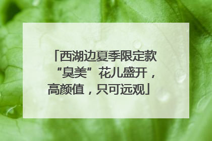 西湖边夏季限定款“臭美”花儿盛开，高颜值，只可远观