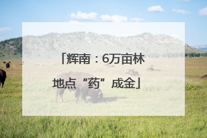 辉南：6万亩林地点“药”成金