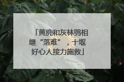 黄麂和灰林鸮相继“落难”，十堰好心人接力施救