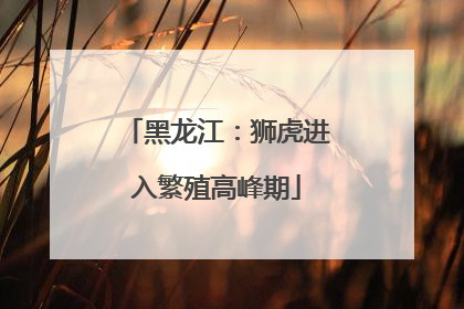 黑龙江：狮虎进入繁殖高峰期