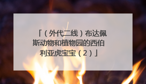 （外代二线）布达佩斯动物和植物园的西伯利亚虎宝宝（2）