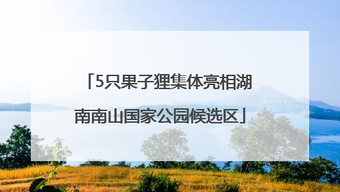 5只果子狸集体亮相湖南南山国家公园候选区